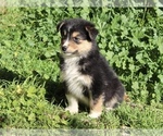Small Photo #18 Australian Shepherd Puppy For Sale in ACTON, CA, USA
