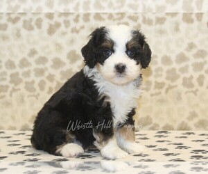 Miniature Bernedoodle Puppy for sale in DENVER, PA, USA