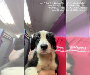Argentinian Mastiff-Border Collie Mix Dogs for adoption in Rowlett, TX, USA