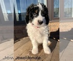 Puppy Jewel Bernedoodle