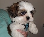 Puppy Puppy 1 Shih Tzu