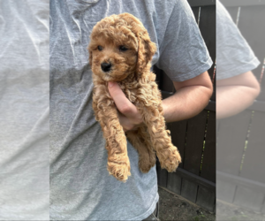 Goldendoodle (Miniature) Puppy for sale in MILWAUKEE, WI, USA