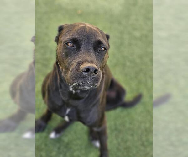 Medium Photo #4 American Pit Bull Terrier-Labrador Retriever Mix Puppy For Sale in Rockwall, TX, USA