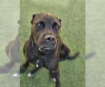 Small #3 American Pit Bull Terrier-Labrador Retriever Mix