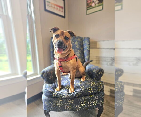 Medium Photo #3 Labrador Retriever-Unknown Mix Puppy For Sale in Brewster, NY, USA