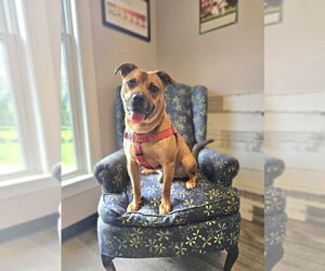 AC - Ajax - Male American Staffordshire Terrier-Labrador Retriever Mix Dog for Adoption - Photo #3