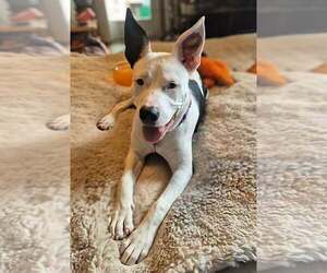 Stevie Nicks - Female Mutt Dog for Adoption - Photo #7