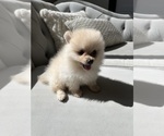 Small #2 Pomeranian