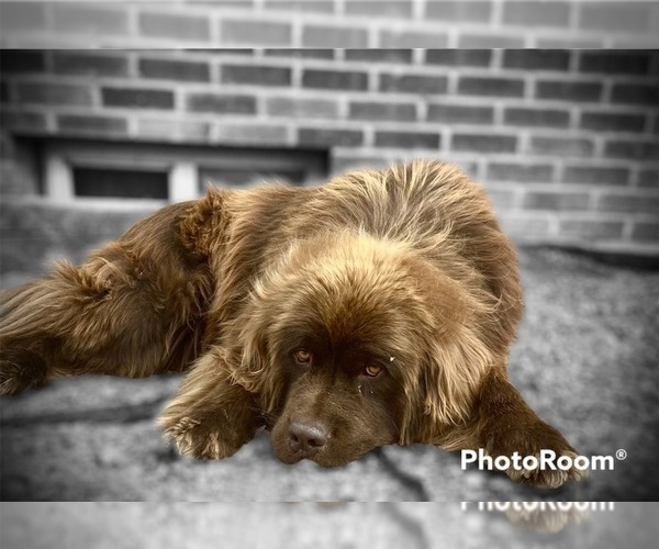 Medium Photo #1 Newfoundland Puppy For Sale in MARENGO, WI, USA