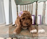 Small Photo #4 Goldendoodle Puppy For Sale in LOUISVILLE, KY, USA