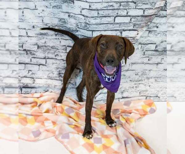 Medium Photo #6 Mutt Puppy For Sale in Kennesaw, GA, USA