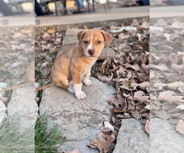 Medium Photo #2 Mutt Puppy For Sale in Hillsboro, MO, USA