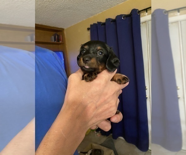 Medium Photo #14 Dachshund Puppy For Sale in LUBBOCK, TX, USA