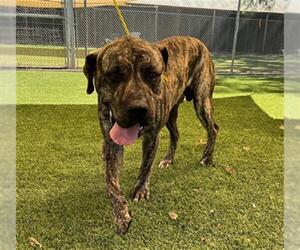 Mastiff Dogs for adoption in Henderson, NV, USA