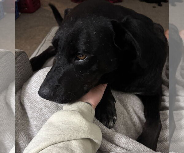 Medium Photo #5 Labrador Retriever-Unknown Mix Puppy For Sale in Princeton, MN, USA