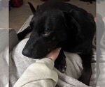 Small #4 Labrador Retriever Mix