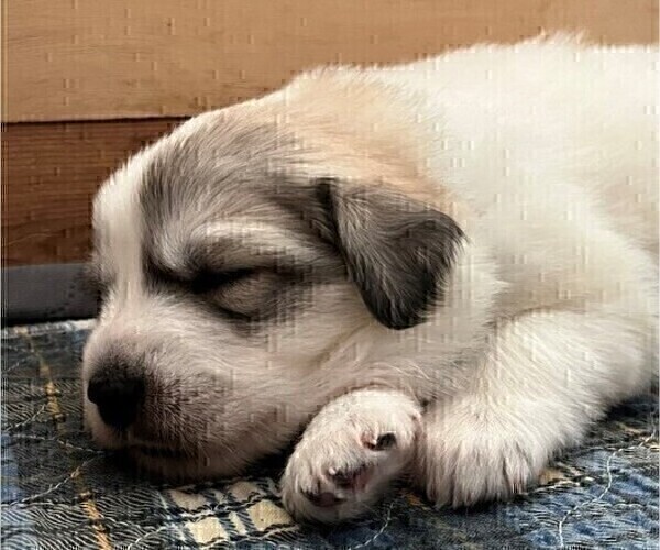 Medium Photo #2 Great Pyrenees Puppy For Sale in MOUNT AIRY, NC, USA
