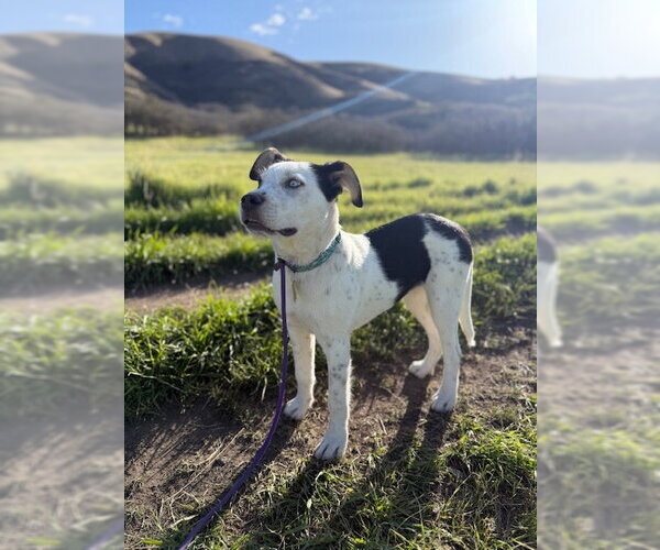 Medium Photo #3 Mutt Puppy For Sale in Sandy, UT, USA