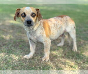Dachshund-Unknown Mix Dogs for adoption in PIPE CREEK, TX, USA