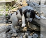 Small Photo #15 Brittany Puppy For Sale in LA GRANGE, KY, USA