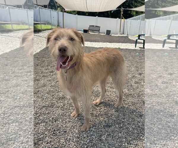 Medium Photo #1 Labrador Retriever-Unknown Mix Puppy For Sale in Rockaway, NJ, USA