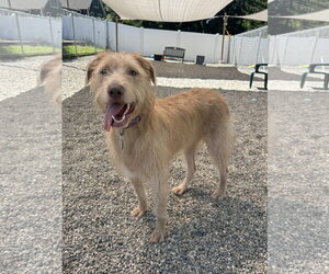 Labrador Retriever-Unknown Mix Dogs for adoption in Rockaway, NJ, USA