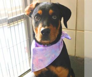 Rottweiler-Unknown Mix Dogs for adoption in San Antonio, TX, USA