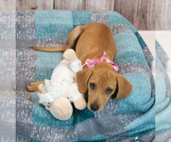 Medium Photo #2 Beagle-Retriever  Mix Puppy For Sale in Kennesaw, GA, USA