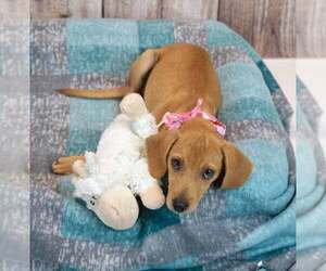 Marsha - Female Beagle-Retriever  Mix Dog for Adoption - Photo #2