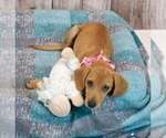 Small Photo #2 Beagle-Retriever  Mix Puppy For Sale in Kennesaw, GA, USA