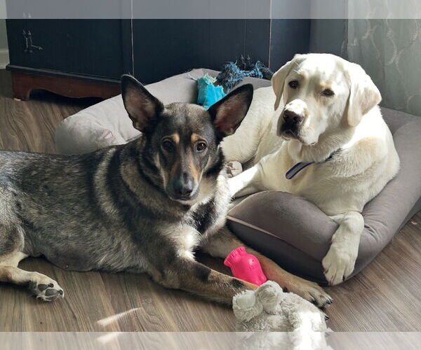 Medium Photo #5 German Shepherd Dog Puppy For Sale in New Hill, NC, USA