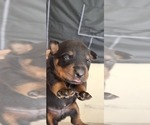 Small #4 Rottweiler