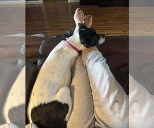 Cara (GA) - Female Mutt Dog for Adoption - Photo #11