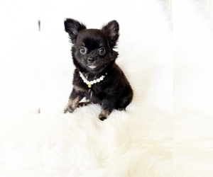 Chihuahua Puppy for sale in SACRAMENTO, CA, USA