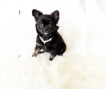 Image preview for Ad Listing. Nickname: Mr Twinkles