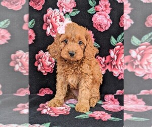 Cock-A-Poo Puppy for sale in NOTTINGHAM, PA, USA