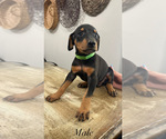 Small #1 Doberman Pinscher