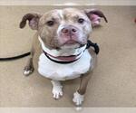 Small American Pit Bull Terrier