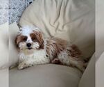 Small #2 Cavapoo (Miniature)