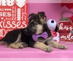 Small Photo #4 German Shepherd Dog Puppy For Sale in CLAY, PA, USA