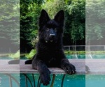 Small #1 German Shepherd Dog