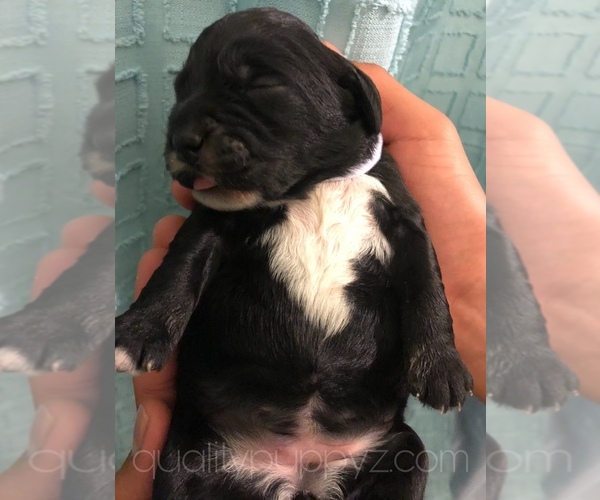 Medium Photo #5 Springerdoodle Puppy For Sale in ANZA, CA, USA