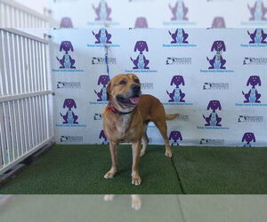 Labrador Retriever-Unknown Mix Dogs for adoption in Orlando, FL, USA