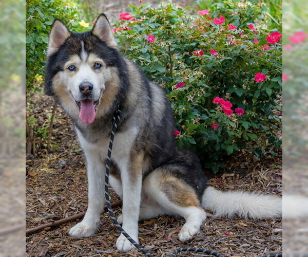 Medium Photo #4 Siberian Husky Puppy For Sale in Omaha, NE, USA