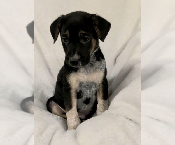 Medium Photo #2 Mutt Puppy For Sale in House Springs, MO, USA