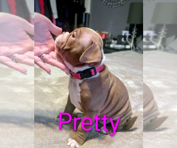 Medium Photo #2 American Bully Puppy For Sale in SACRAMENTO, CA, USA