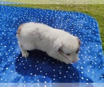 Small #5 Miniature American Shepherd