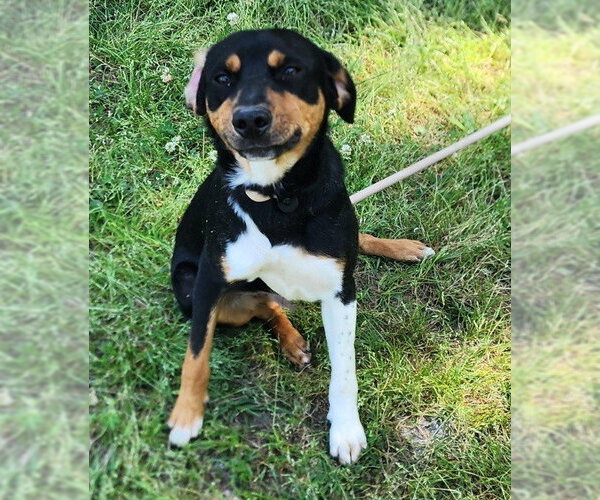 Medium Photo #1 Mutt Puppy For Sale in Wetumpka, AL, USA