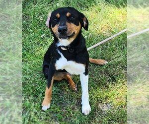 Mutt Dogs for adoption in Wetumpka, AL, USA