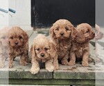 Small Photo #2 Cavapoo Puppy For Sale in HONEY BROOK, PA, USA